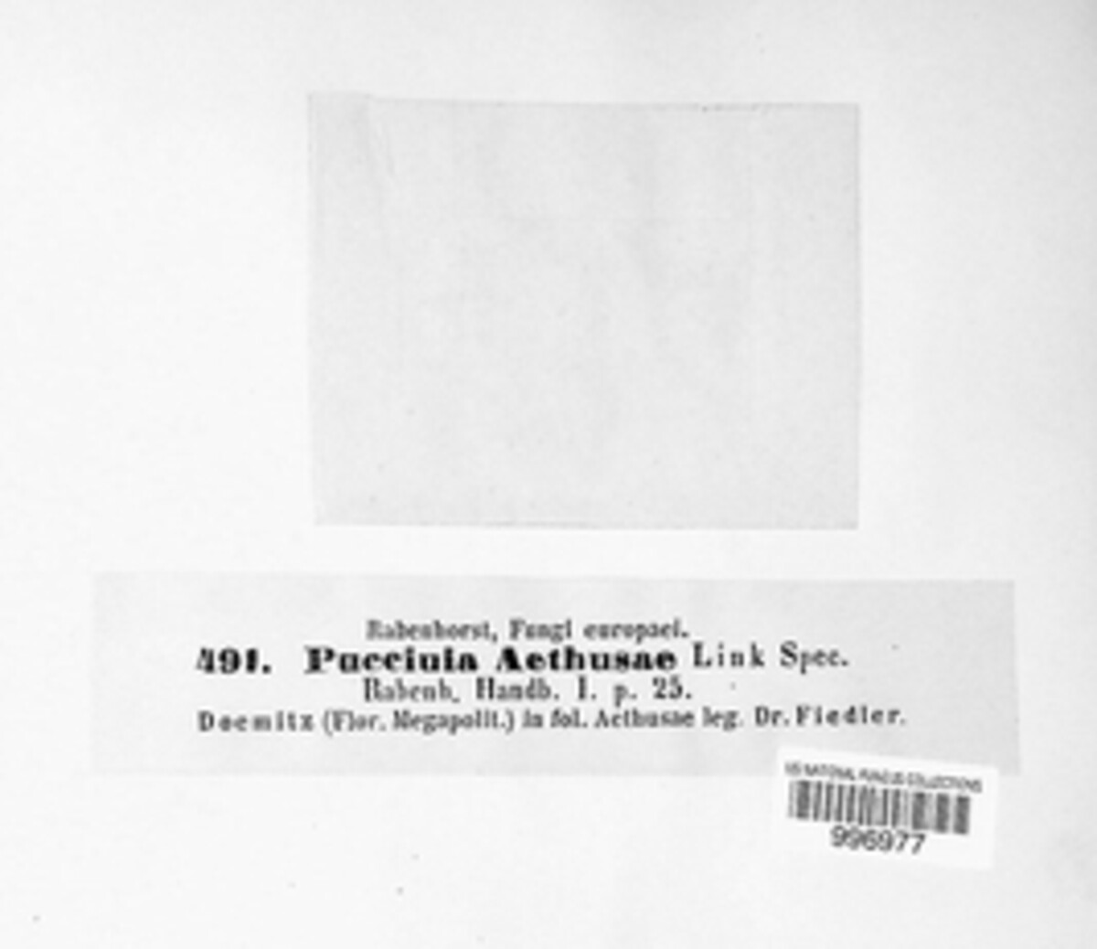 Puccinia aethusae image